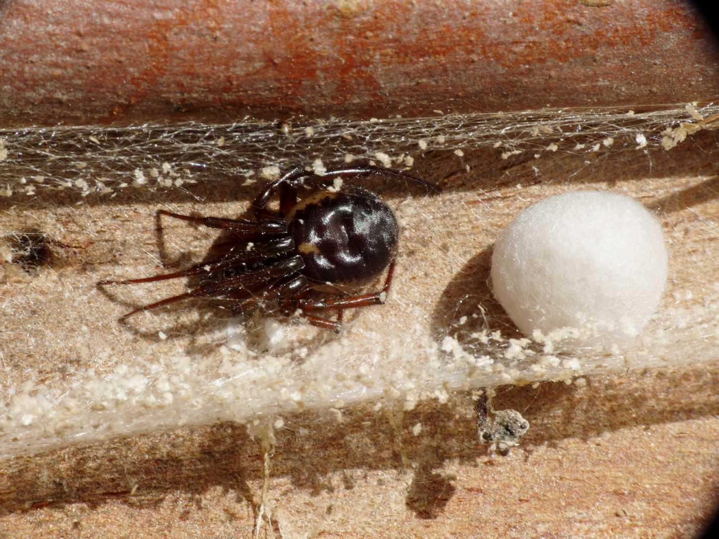 Steatoda nobilis